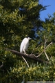 Night Heron By Day