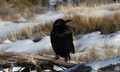 Canyonlands Raven