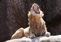 Yawn!