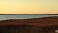 Galveston Island Marsh