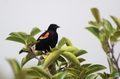 Red-winged Blackbird (Agelaius phoeniceus), Royal Palm, Everglades