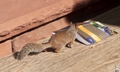 Even Squirrels Need Travel Guides