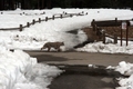 Rotluchs (Lynx rufus) am Lower Yosemite Fall