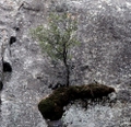 Baum am Berg