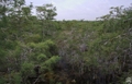 Everglades