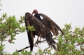 Turkey Vulture (Cathartes aura), Shark Valley, Everglades