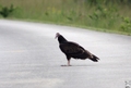 Turkey Vulture (Cathartes aura), Shark Valley, Everglades