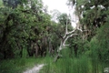 Myakka River State Park