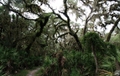 Myakka River State Park