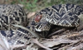 Eastern Diamondback Rattlesnake (Crotalus adamanteus)