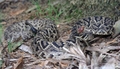 Eastern Diamondback Rattlesnake (Crotalus adamanteus)