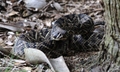 Eastern Diamondback Rattlesnake (Crotalus adamanteus)