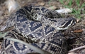 Eastern Diamondback Rattlesnake (Crotalus adamanteus)