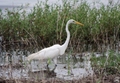 Great Egret (Adea alba), Upper Myakka Lake