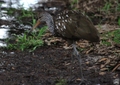 Limpkin (Aramus guarauna), Upper Myakka Lake