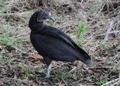 Black Vulture (Coragyps atratus), Upper Myakka Lake