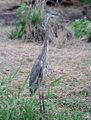 Great Blue Heron (Ardea herodias), Upper Myakka Lake